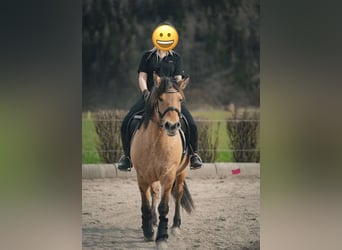 Konik, Jument, 11 Ans, 140 cm, Isabelle