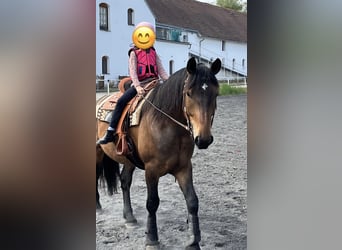 Konik, Jument, 11 Ans, 140 cm, Isabelle