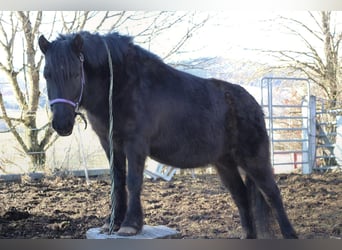 Konik Croisé, Jument, 16 Ans, 125 cm, Noir