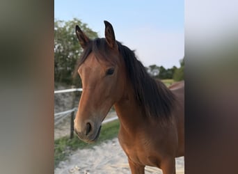 Konik Croisé, Jument, 1 Année, 142 cm, Bai brun foncé