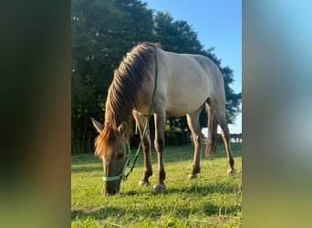 Konik, Jument, 4 Ans, 134 cm