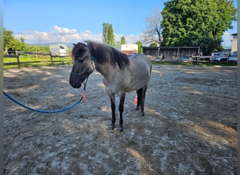 Konik, Jument, 4 Ans, 134 cm, Isabelle