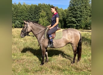 Konik, Jument, 4 Ans, 143 cm, Alezan dun