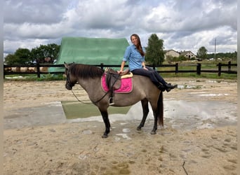 Konik, Jument, 4 Ans, 145 cm, Isabelle