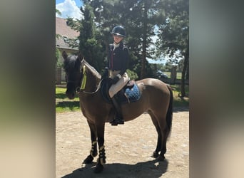 Konik, Jument, 5 Ans, 138 cm, Isabelle