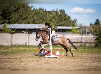 Konik, Jument, 5 Ans, 138 cm, Isabelle