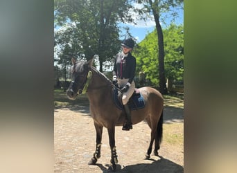 Konik, Jument, 5 Ans, 138 cm, Isabelle