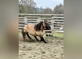 Konik, Jument, 5 Ans, 147 cm, Grullo