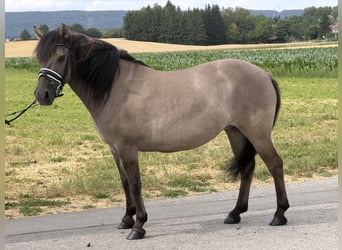 Konik Croisé, Jument, 6 Ans, 133 cm, Isabelle