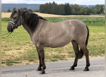 Konik Croisé, Jument, 6 Ans, 133 cm, Isabelle