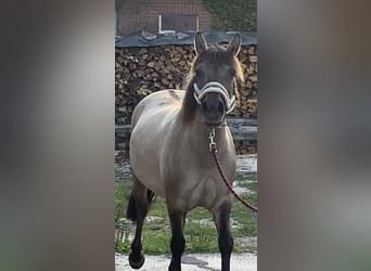 Konik, Jument, 6 Ans, 140 cm