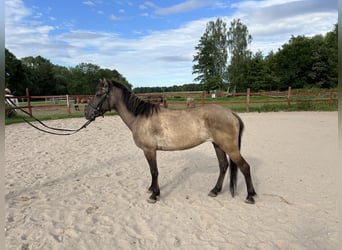 Konik, Jument, 6 Ans, 143 cm, Grullo