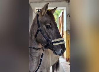 Konik, Jument, 6 Ans, 148 cm, Isabelle