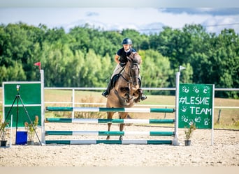 Konik, Jument, 7 Ans, 137 cm