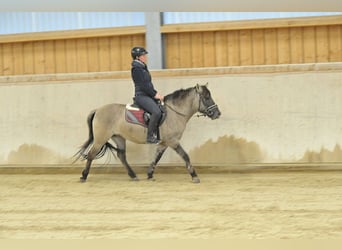 Konik, Jument, 7 Ans, 139 cm, Grullo