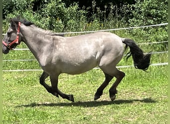 Konik, Jument, 8 Ans, 140 cm, Grullo