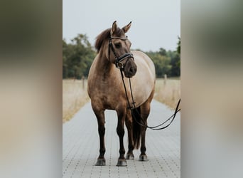 Konik, Jument, 9 Ans, 135 cm