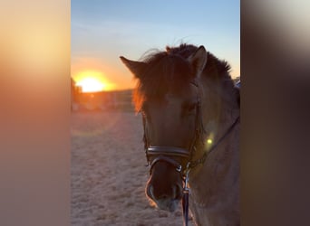 Konik, Stute, 10 Jahre, 14 hh, Falbe