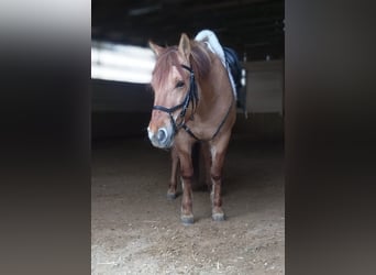 Konik, Mare, 11 years, 13,2 hh, Chestnut-Red