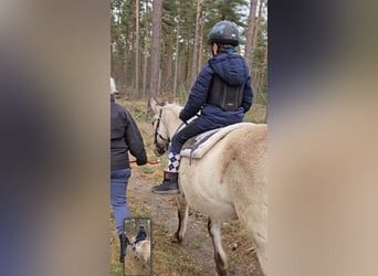 Konik, Mare, 11 years, 13,1 hh