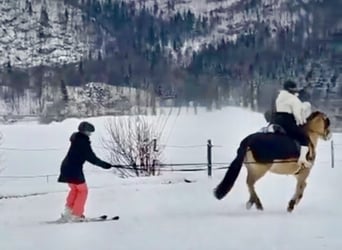 Konik, Mare, 11 years, 13,2 hh, Dun