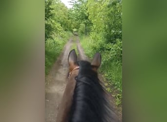 Konik, Mare, 11 years, 13,2 hh, Dun