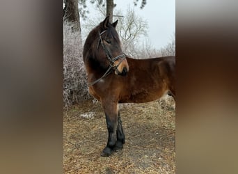 Konik, Mare, 11 years, 13,2 hh, Dun