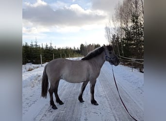 Konik, Mare, 11 years, 14,2 hh, Grey
