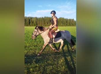 Konik, Mare, 11 years, 14,2 hh, Grey