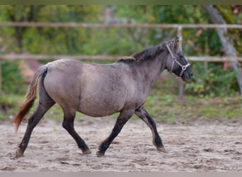 Konik, Mare, 12 years, 13.1 hh, Grullo Konik, Mare, 12 years, 13.1 hh, Grullo