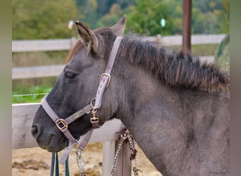 Konik, Mare, 12 years, 13.1 hh, Grullo Konik, Mare, 12 years, 13.1 hh, Grullo
