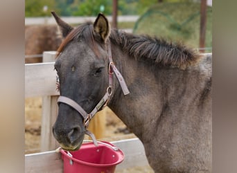 Konik, Mare, 12 years, 13.1 hh, Grullo Konik, Mare, 12 years, 13.1 hh, Grullo