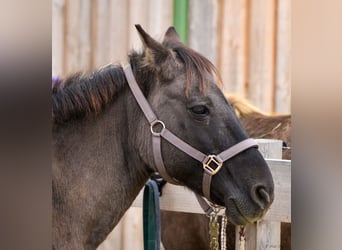 Konik, Mare, 12 years, 13.1 hh, Grullo Konik, Mare, 12 years, 13.1 hh, Grullo