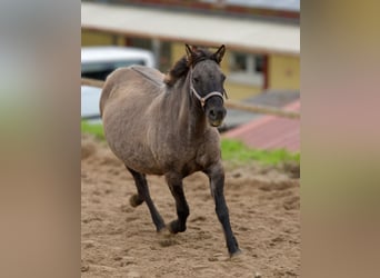 Konik, Mare, 12 years, 13.1 hh, Grullo Konik, Mare, 12 years, 13.1 hh, Grullo
