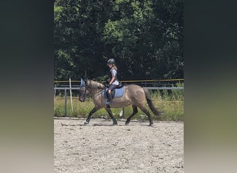 Konik, Mare, 13 years, 13.1 hh, Dun Konik, Mare, 13 years, 13.1 hh, Dun