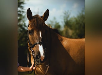 Konik, Mare, 13 years, 13,1 hh