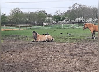 Konik, Mare, 13 years, 13,2 hh, Dun
