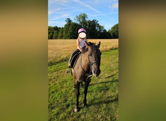 Konik, Mare, 14 years, 13.2 hh, Bay-Dark