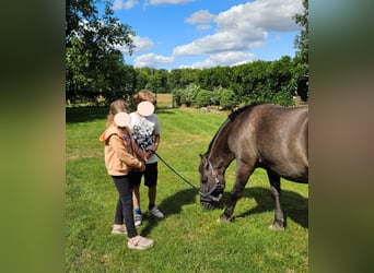 Konik, Mare, 14 years, 13.2 hh, Bay-Dark