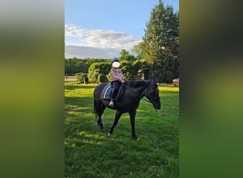 Konik, Mare, 14 years, 13.2 hh, Bay-Dark