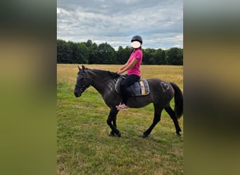 Konik, Mare, 14 years, 13,2 hh, Bay-Dark