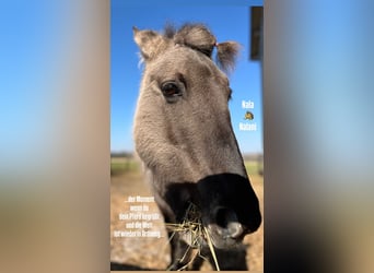 Konik, Mare, 16 years, 11.3 hh, Dun