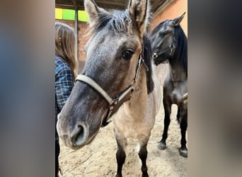 Konik, Mare, 1 year, 12,1 hh, Dun