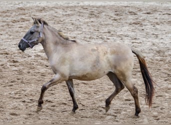 Konik, Mare, 1 year, 12,2 hh, Dun