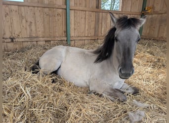 Konik, Mare, 1 year, 13,1 hh, Dun