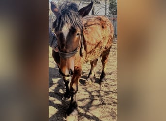 Konik, Mare, 1 year, Brown