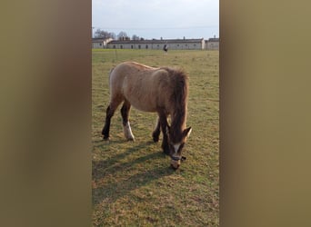 Konik, Mare, 1 year, Palomino