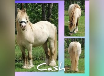 Konik, Mare, 1 year, Palomino