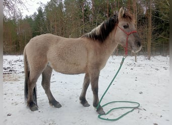 Konik, Mare, 2 years, 13 hh, Grey
