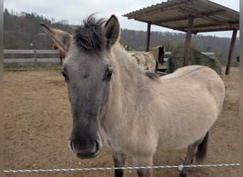 Konik, Mare, 2 years, 13,1 hh, Dun